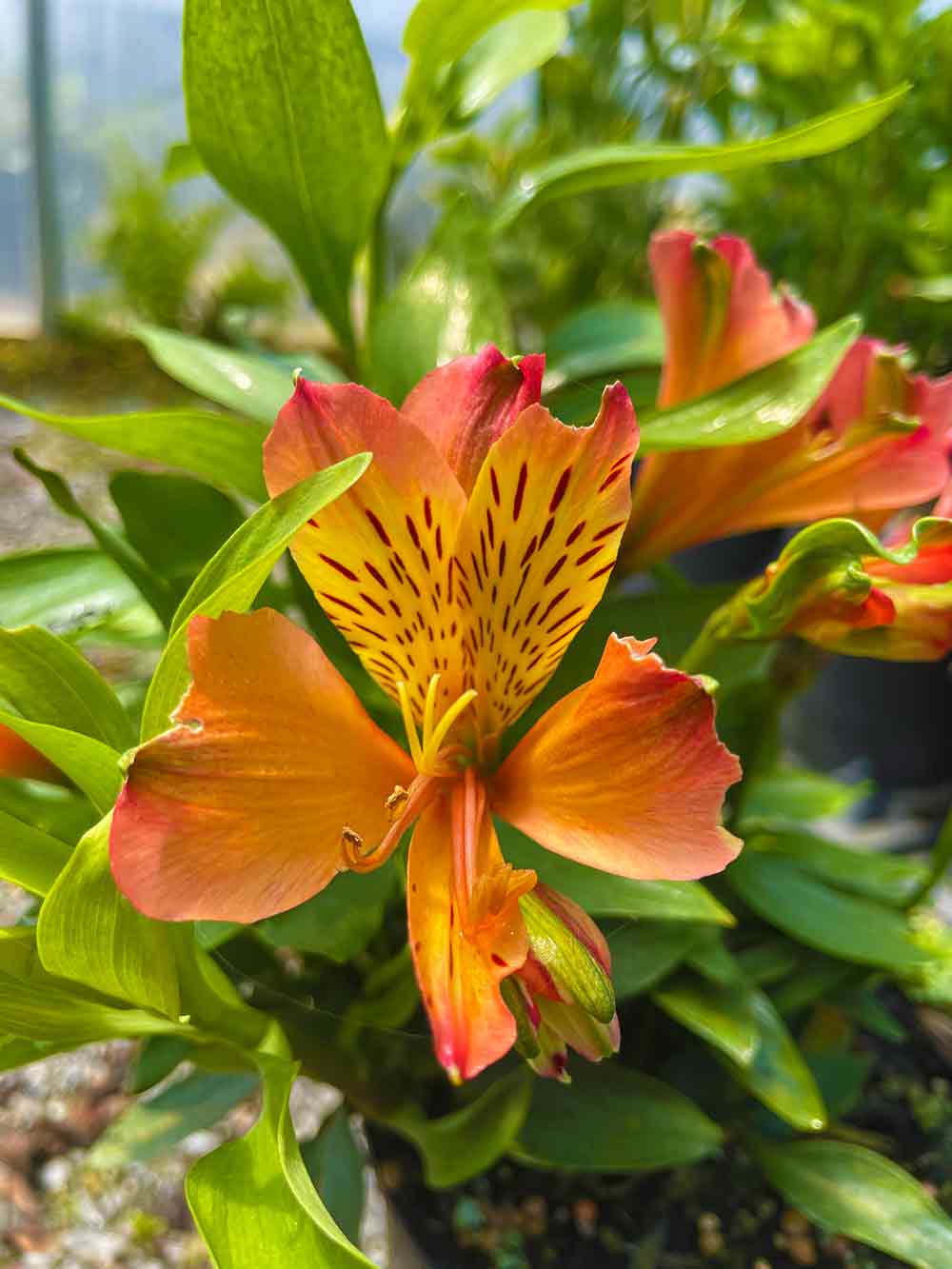 Alstroemeria Inca Mombo