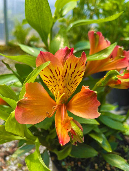 Alstroemeria Inca Mombo
