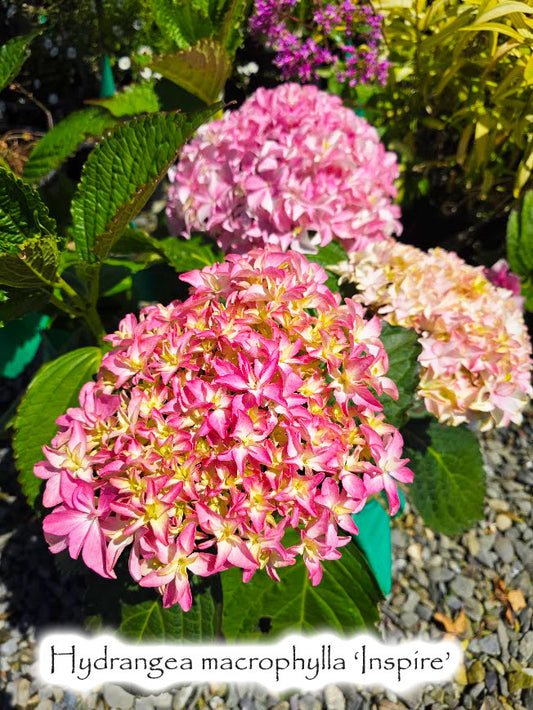 Hydrangea macrophylla 'Inspire'
