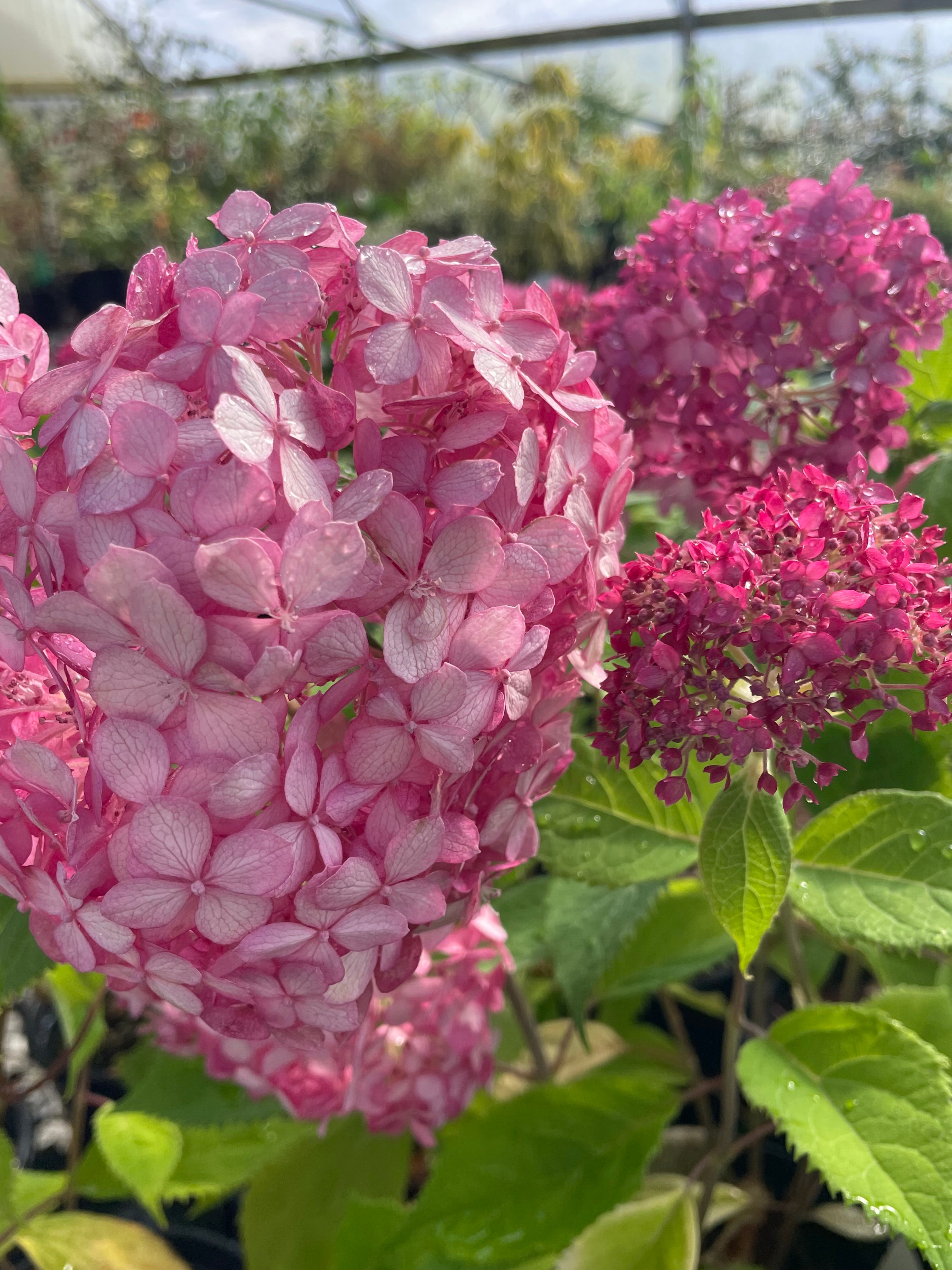 Invincibelle Ruby Hydrangea Arborescens for Sale – Singing Tree Gardens ...