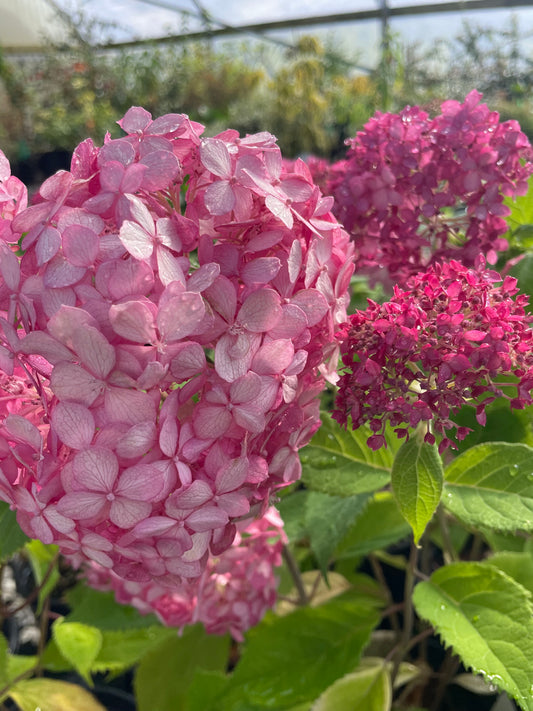 Hydrangea arborescens 'Invincibelle Ruby'