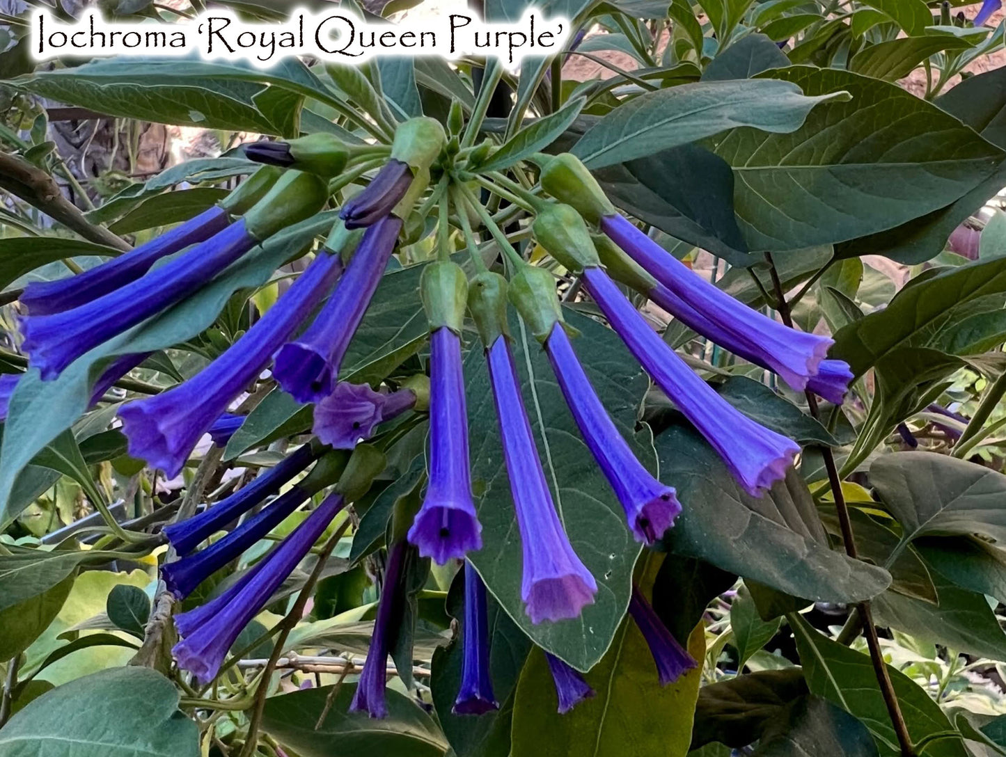 Iochroma 'Royal Queen Purple'