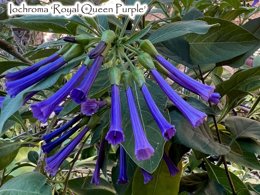 Iochroma 'Royal Queen Purple'