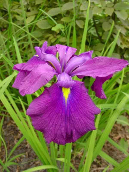 Iris ensata 'Royal Banner'