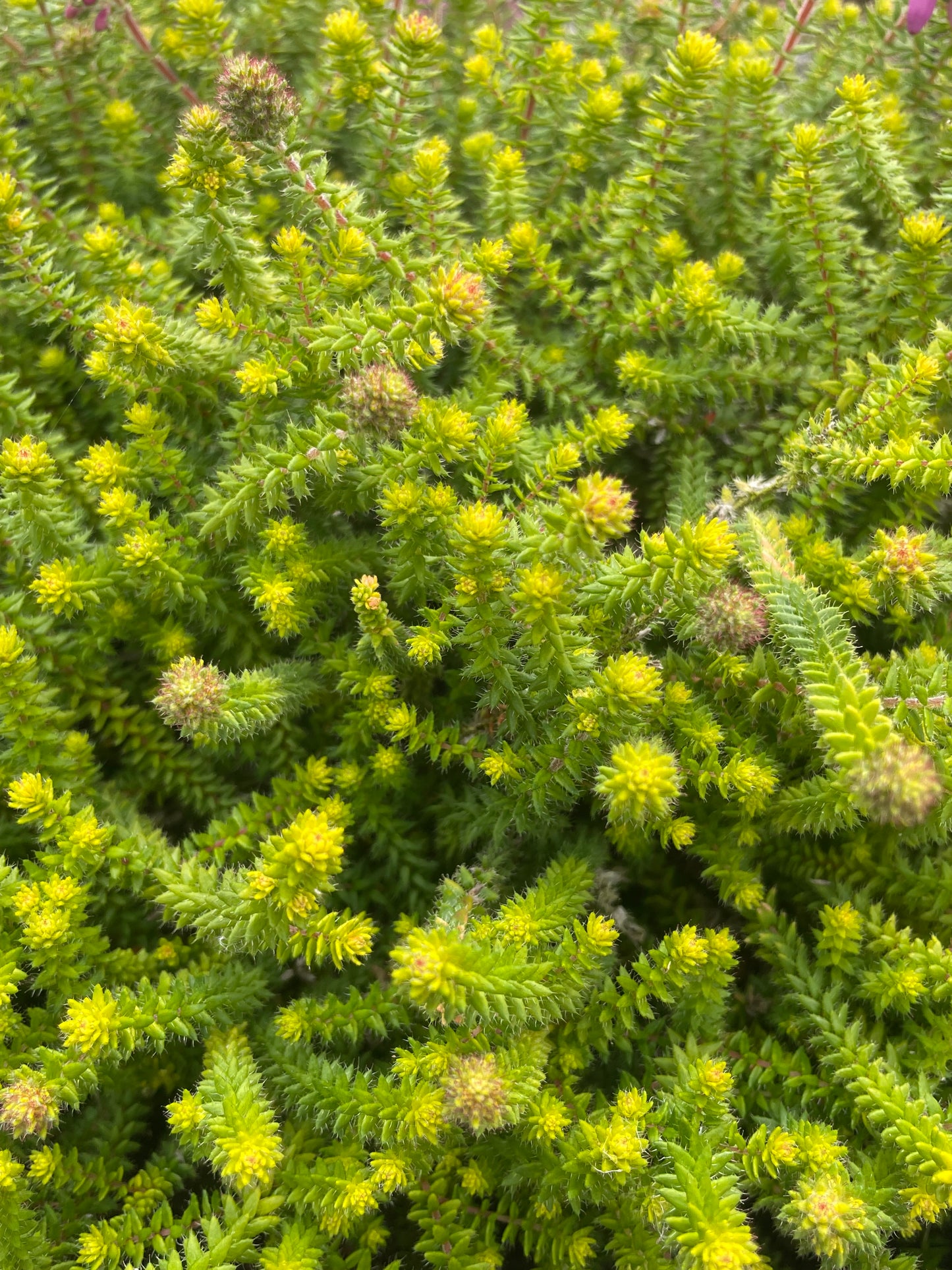 Irish Lemon