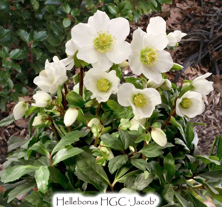 Hellebore Deer Resistant