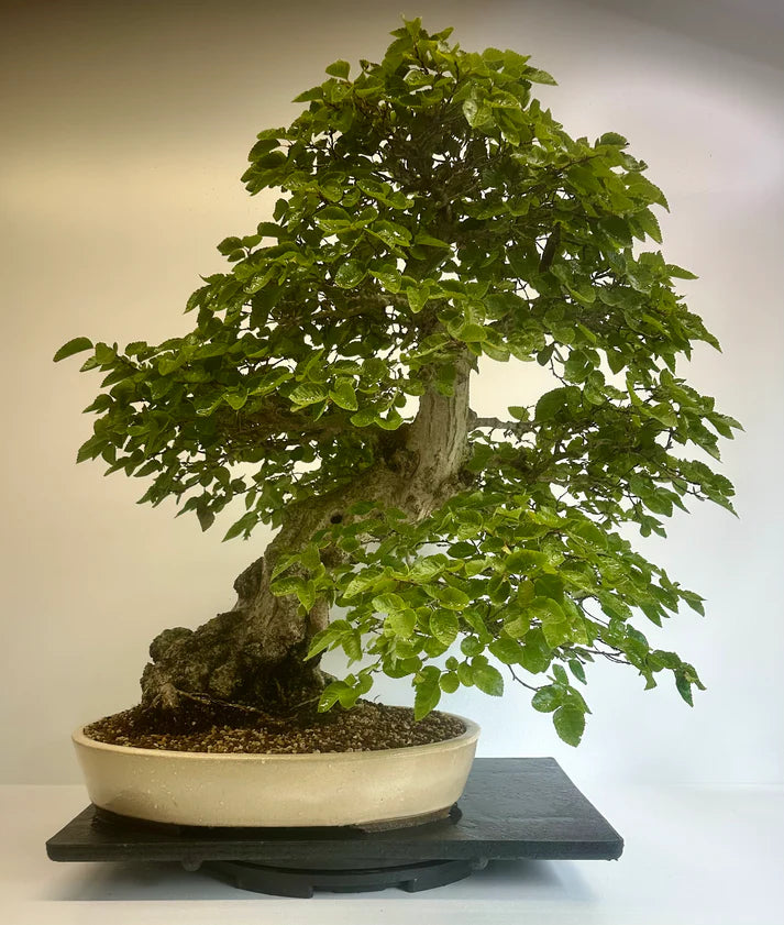 hornbeam tree bonsai Japanese Hornbeam