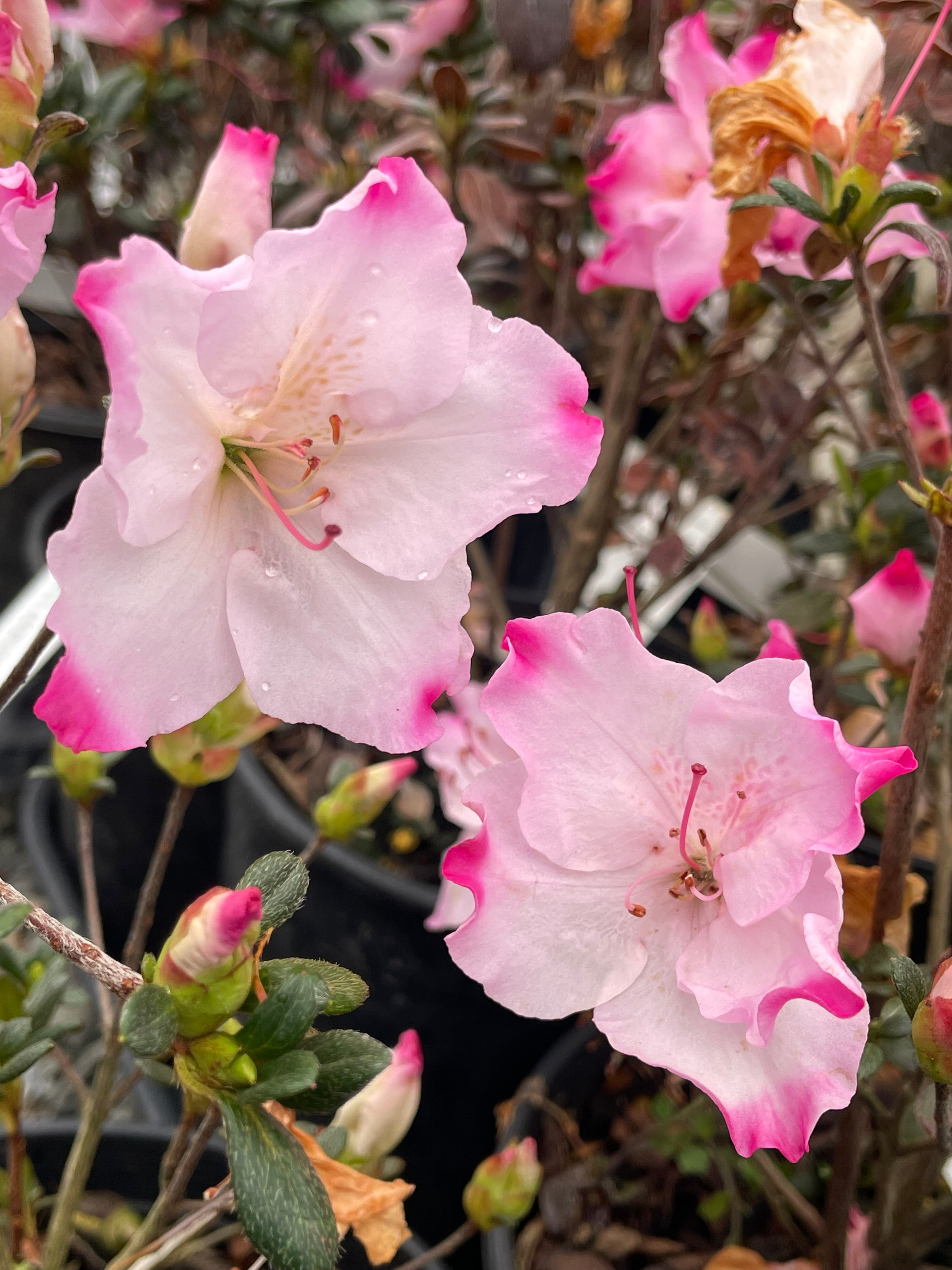 Jason Tree Jason Lee – Singing Tree Gardens Nursery