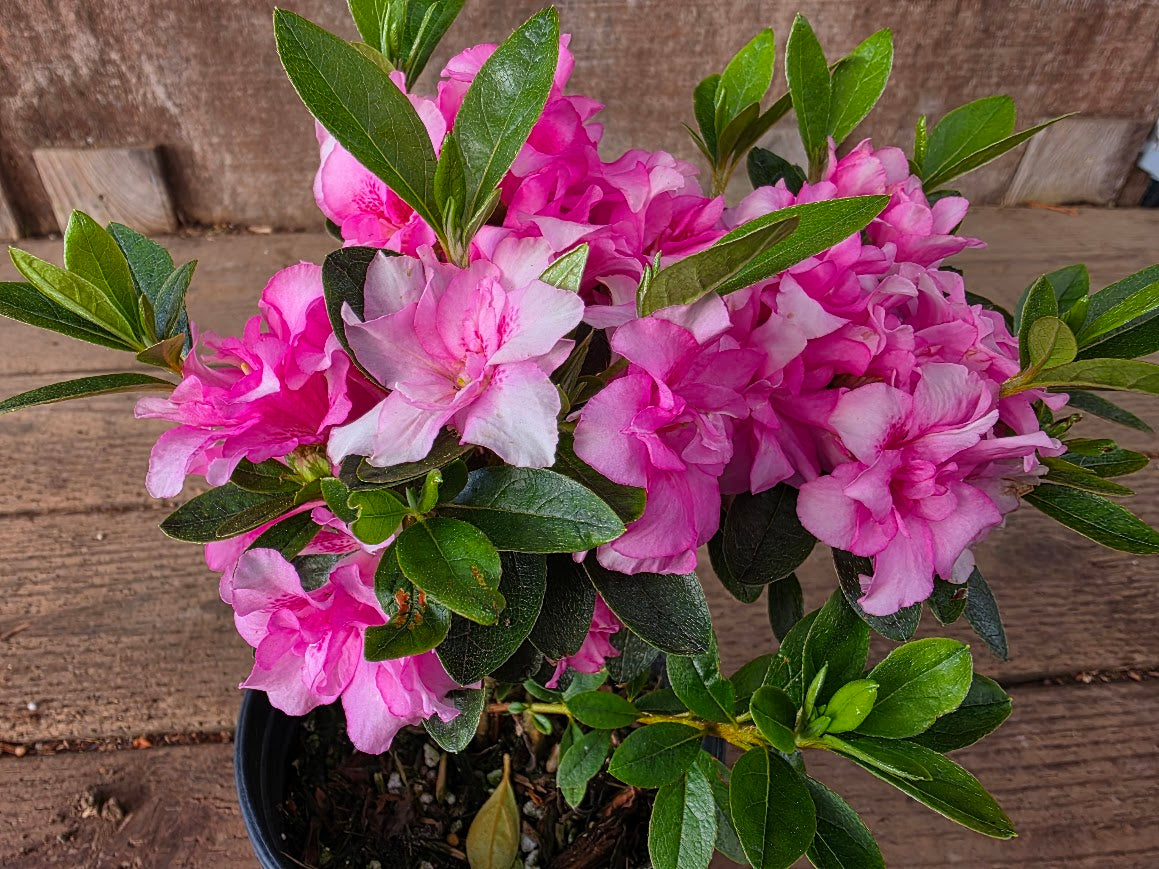 Satsuki azalea 'Johga' – Singing Tree Gardens Nursery