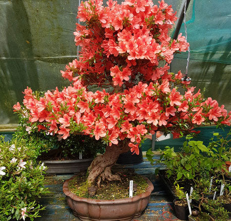 Az. 'Kinsai'