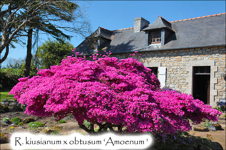 R. kiusianum x obtusum 'Amoenum'