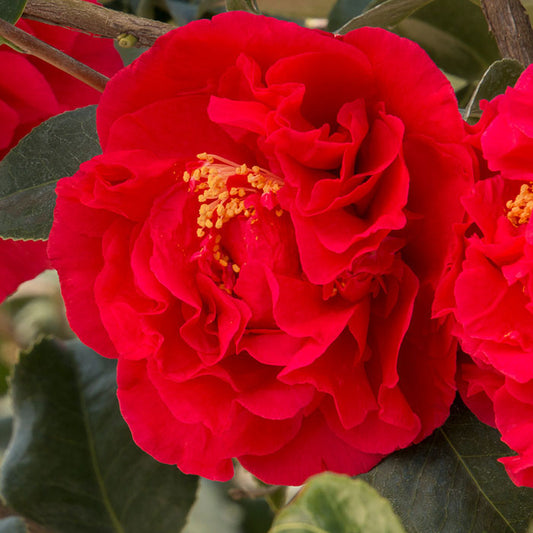 Camellia japonica 'Kramer's Supreme'