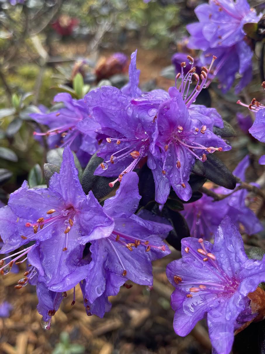 R. augustinii 'Lackamus Blue'