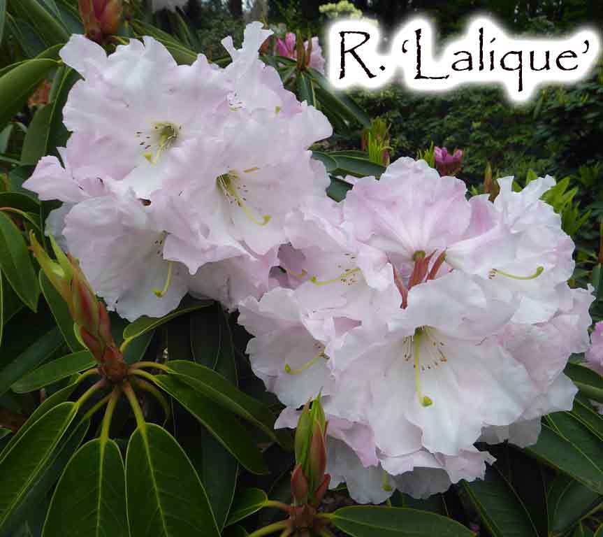 R. 'Lalique'