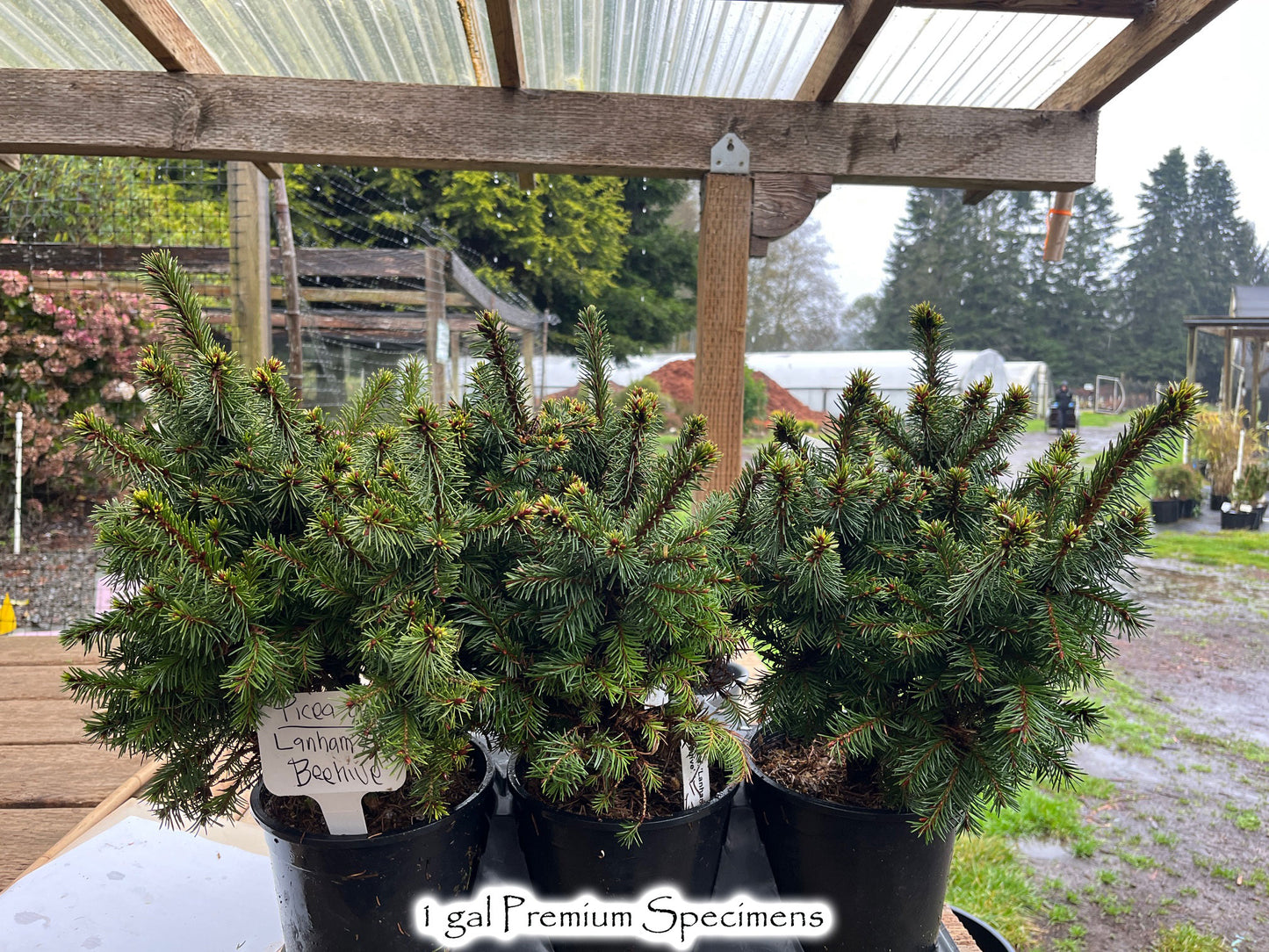 Picea abies 'Lanham's Beehive'