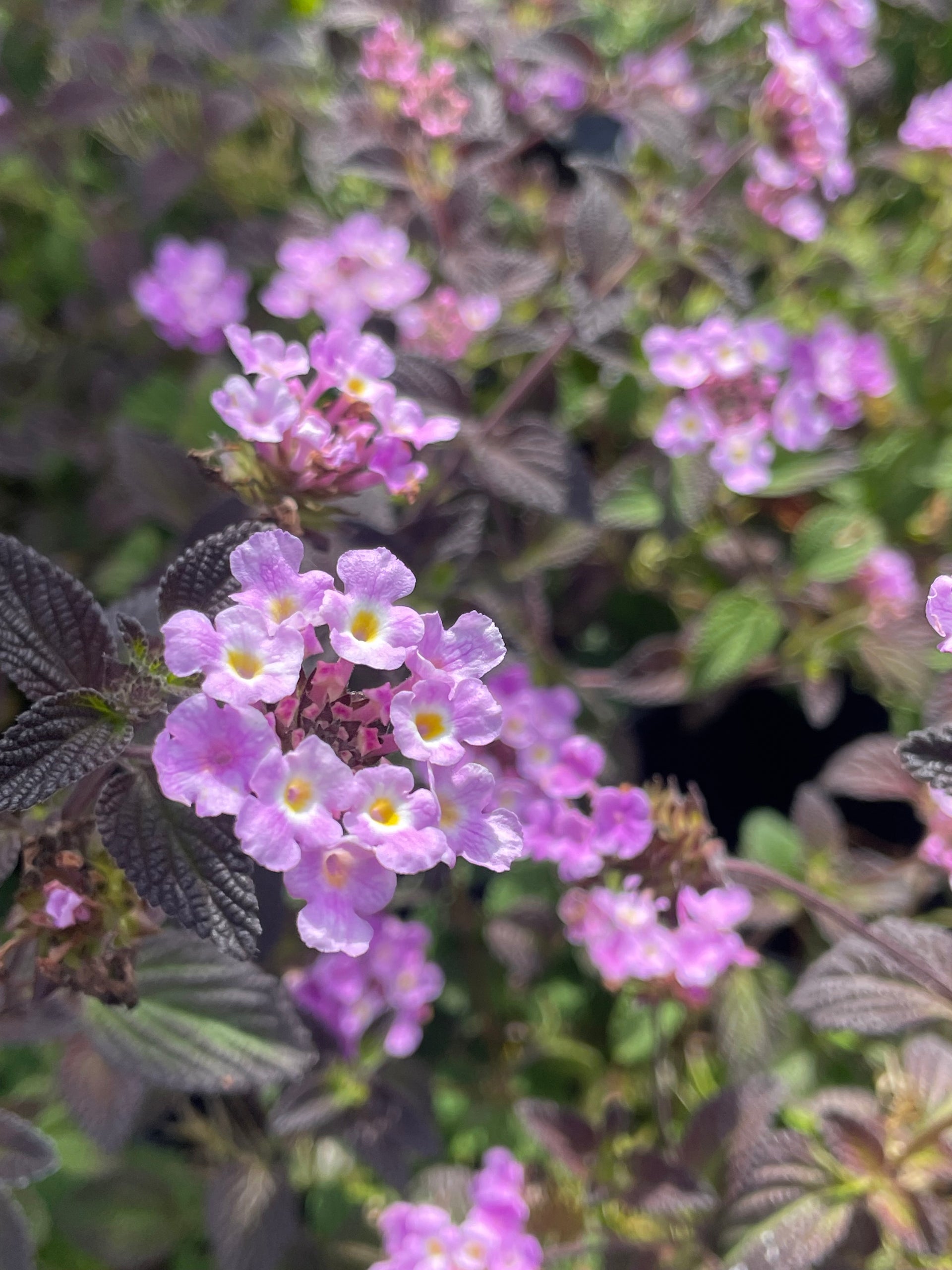 lavender lantana plant trailing Lantana montevidensis 'Trailing Purple' – Singing Tree Gardens Nursery