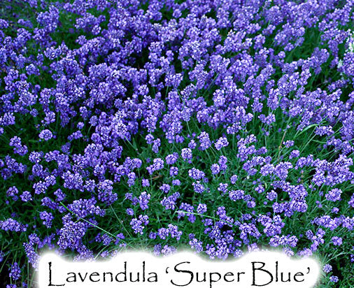Lavendula augustifolia 'Super Blue'