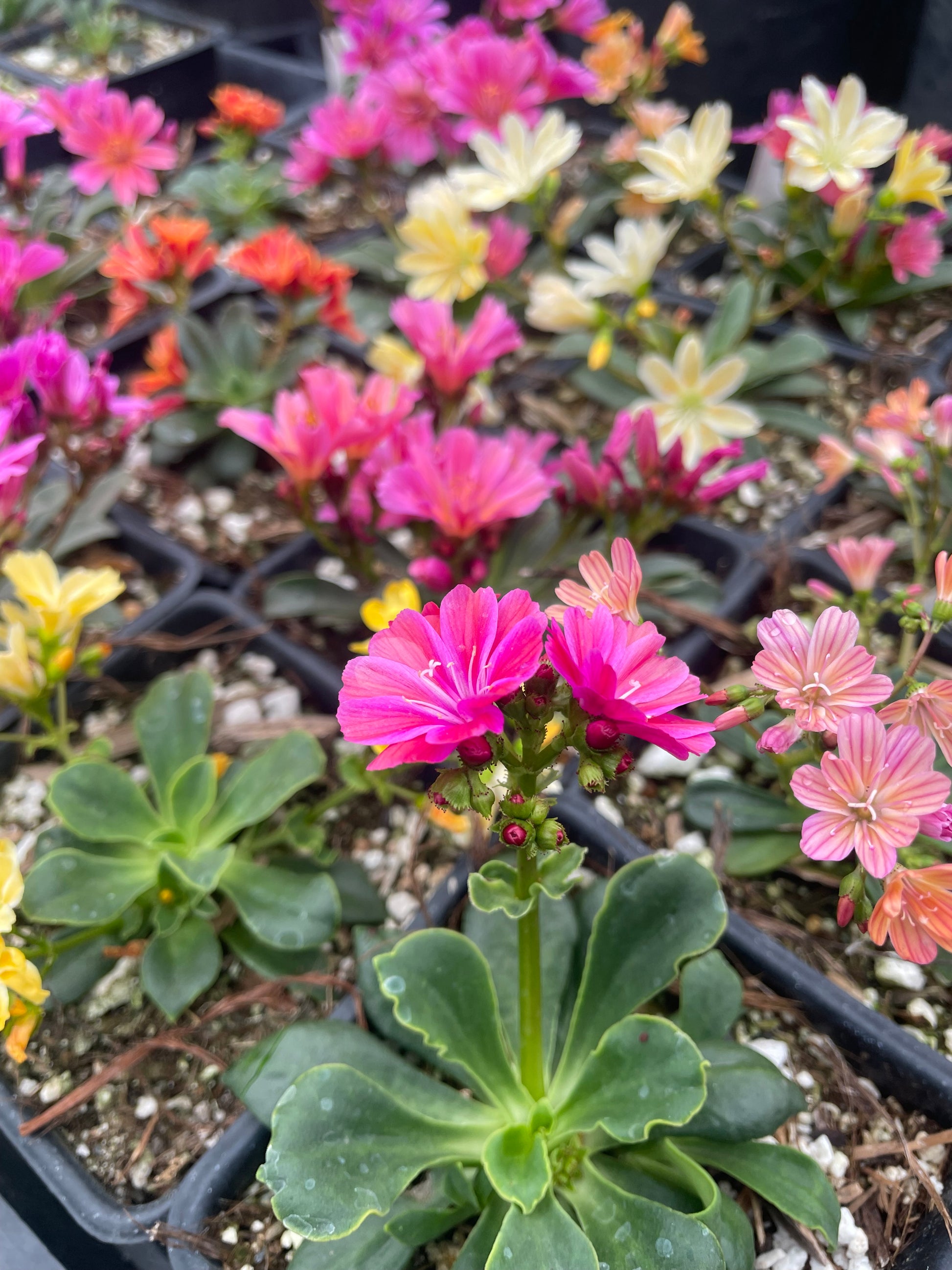 flowering plants with only one seed cotyledon Lewisia cotyledon
