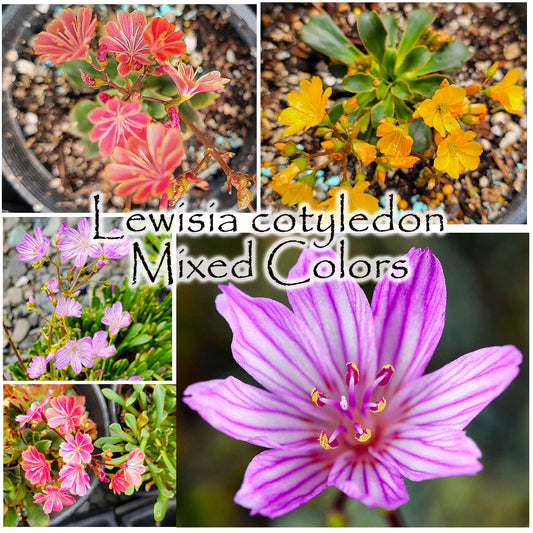 Lewisia cotyledon - mixed colors