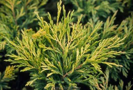 Juniperus horizontalis 'Limeglow'