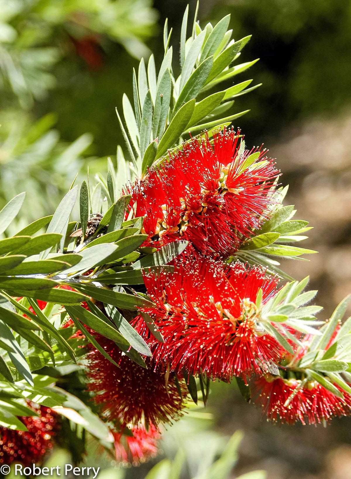 Little John Callistemon