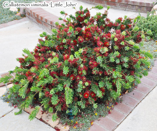 Little John Callistemon