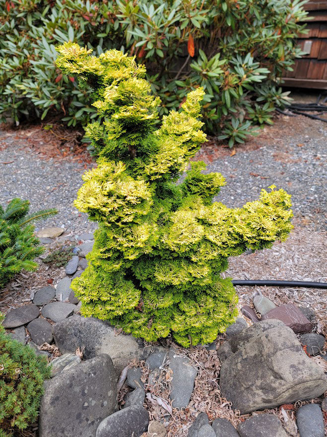 Chamaecyparis obtusa 'Little Markey'