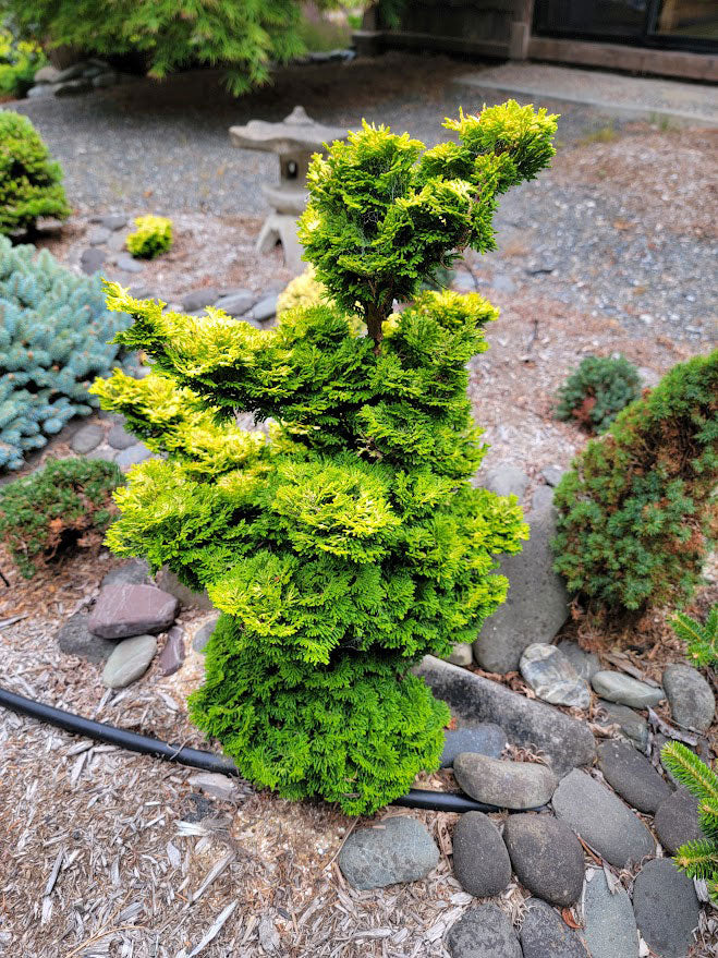 Chamaecyparis obtusa 'Little Markey'