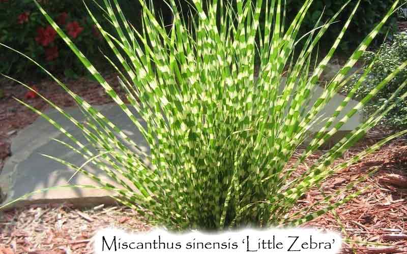 Miscanthus sinensis 'Little Zebra'