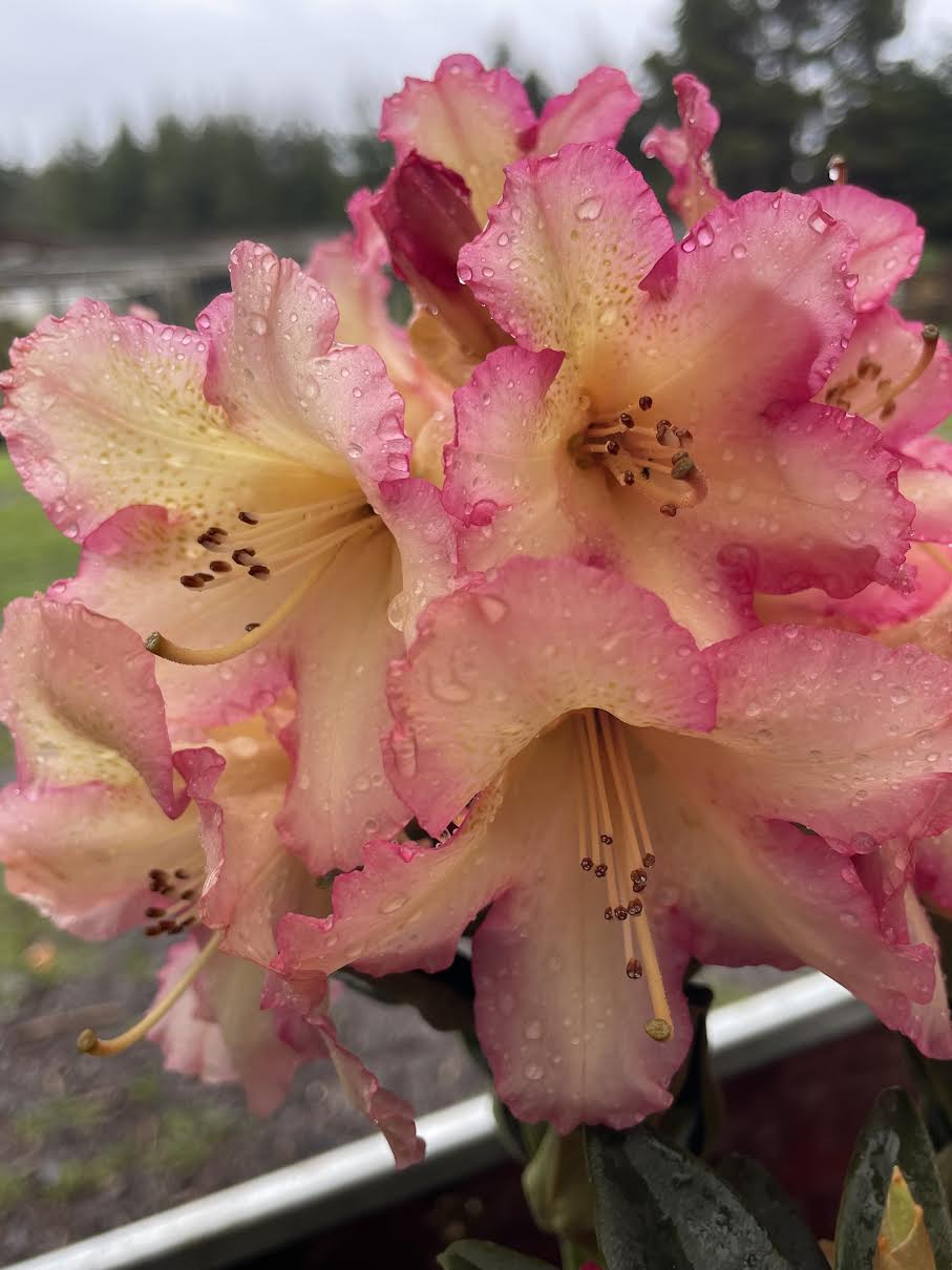 R. 'Lynnette'