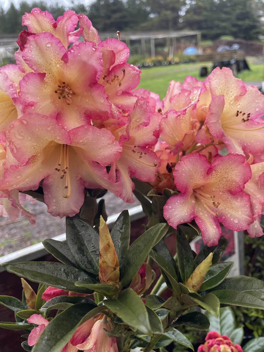 R. 'Lynnette'