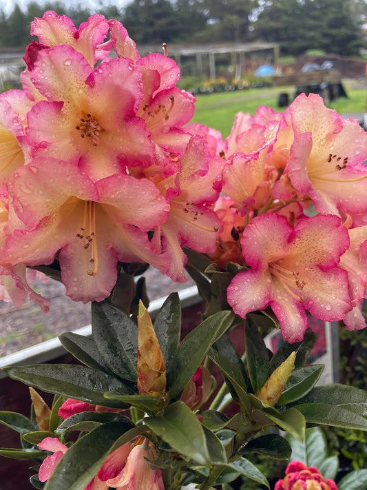 R. 'Lynnette'