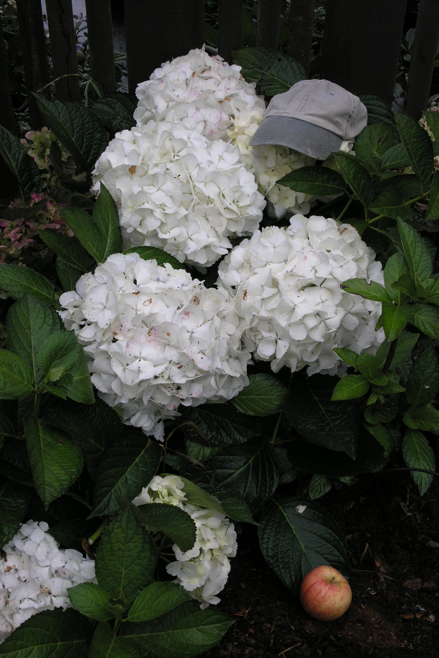 Hydrangea macrophylla Madame Emile Mouilliere