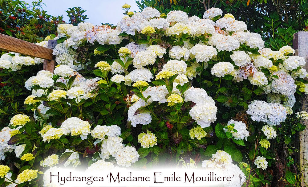 Hydrangea macrophylla Madame Emile Mouilliere