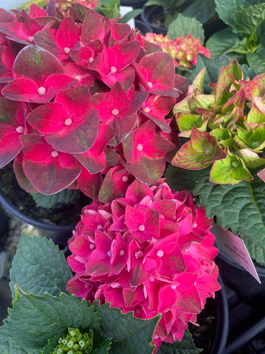 Hydrangea macrophylla 'Magical Crimson'