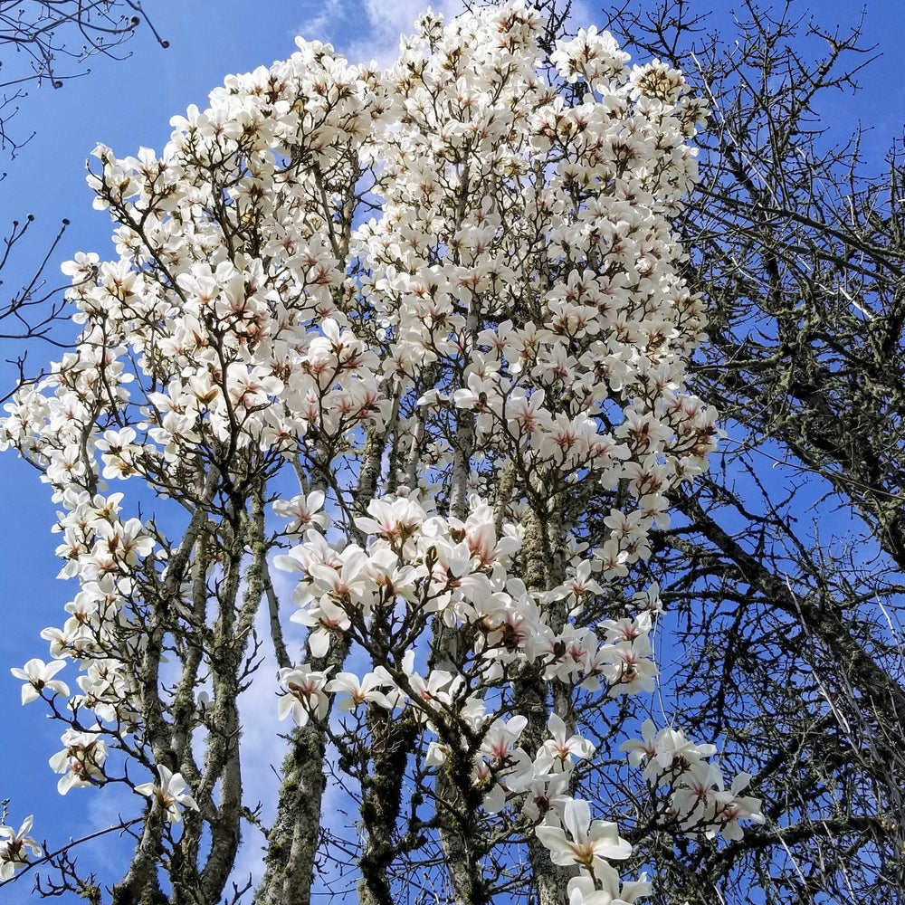 Magnolia cylindrica 'Marilyn's Choice'