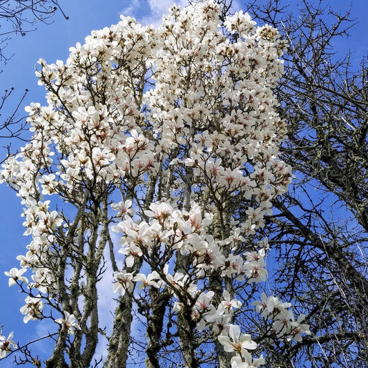 Magnolia cylindrica 'Marilyn's Choice'