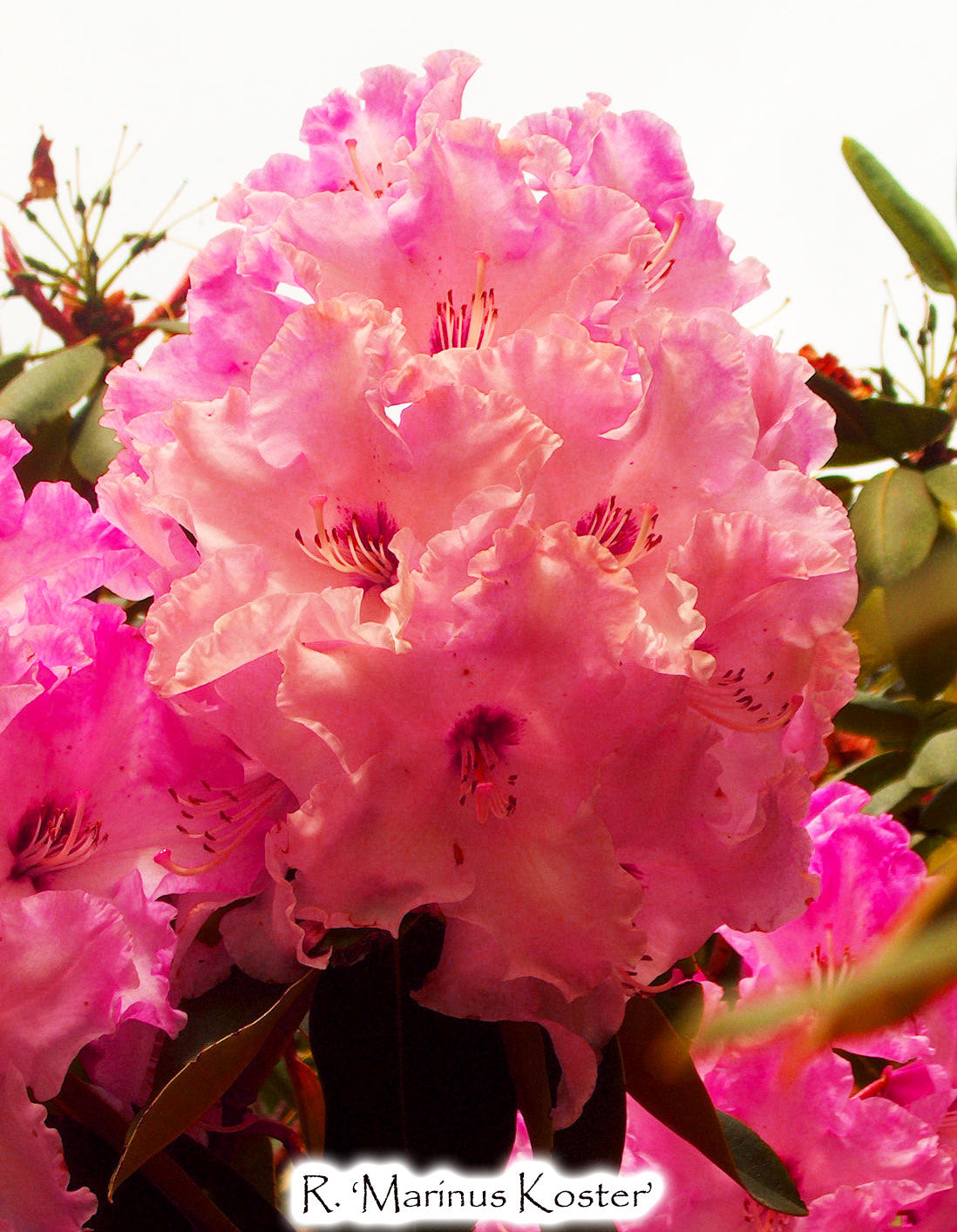R. 'Marinus Koster'