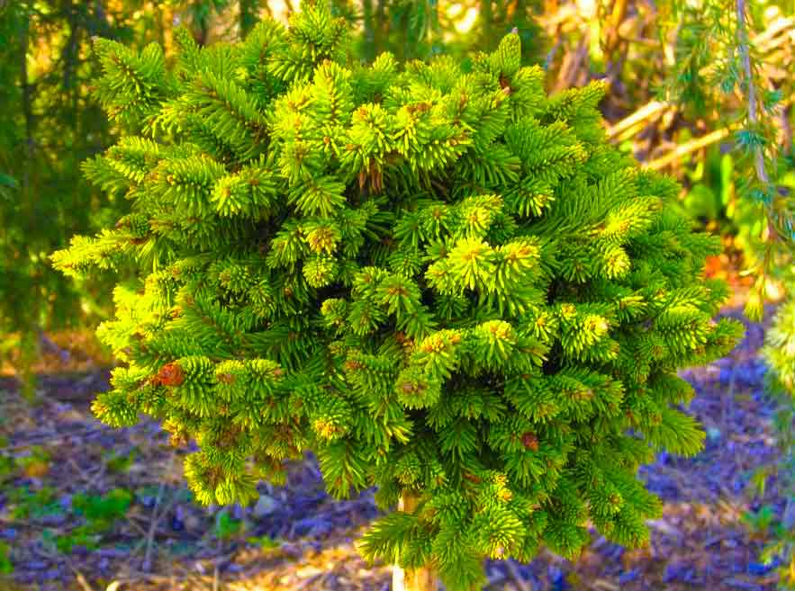 Picea abies 'Medusa'