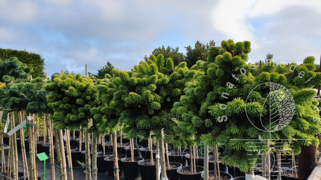 Picea abies 'Medusa'