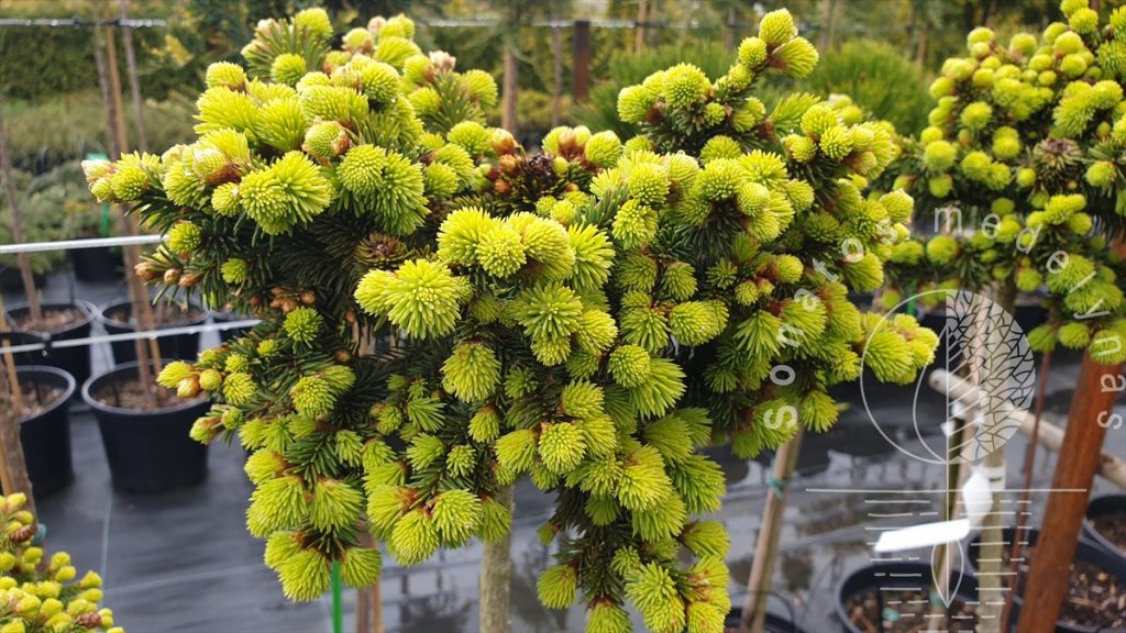 Picea abies 'Medusa'