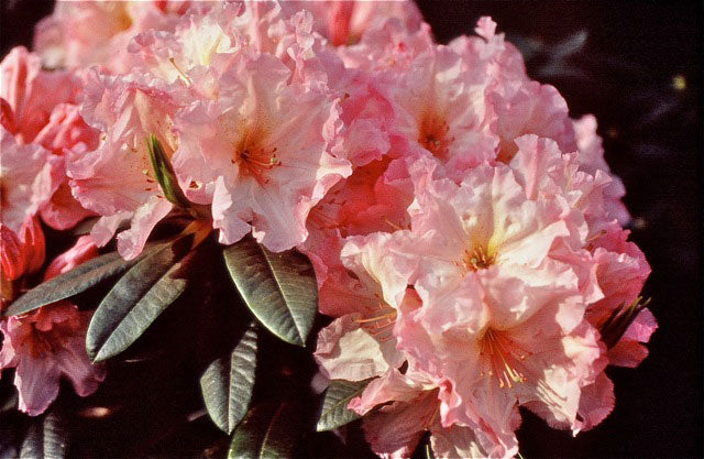 R. 'Melinda Hyatt'