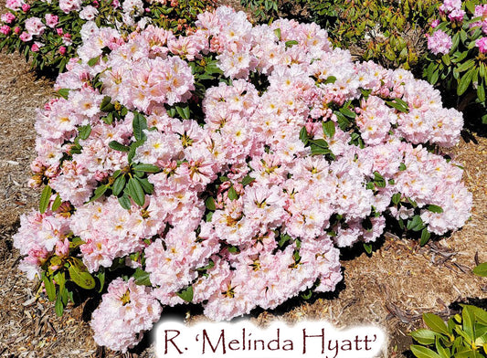 R. 'Melinda Hiatt'