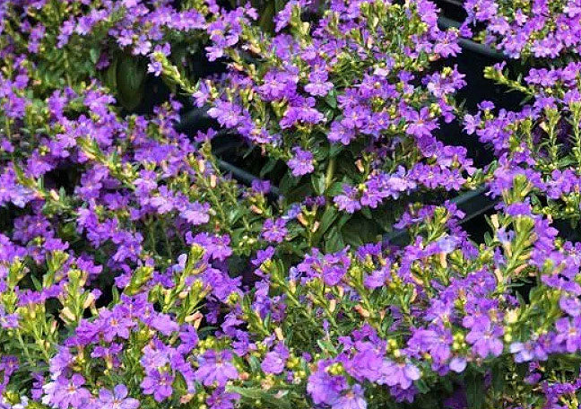 Cuphea hyssopifolia - Mexican Heather