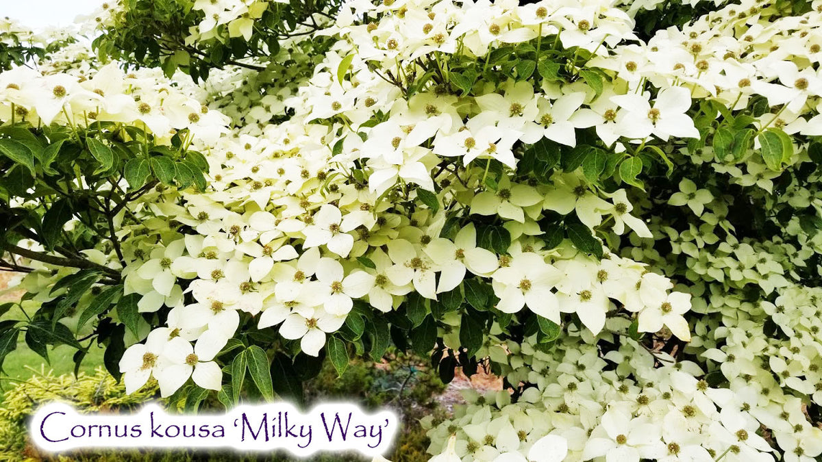 Cornus kousa 'Milky Way'