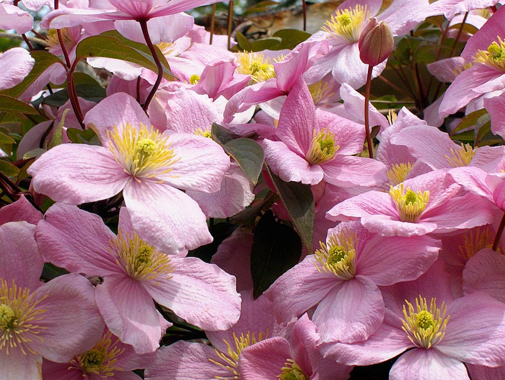 Clematis montana 'Rubens'