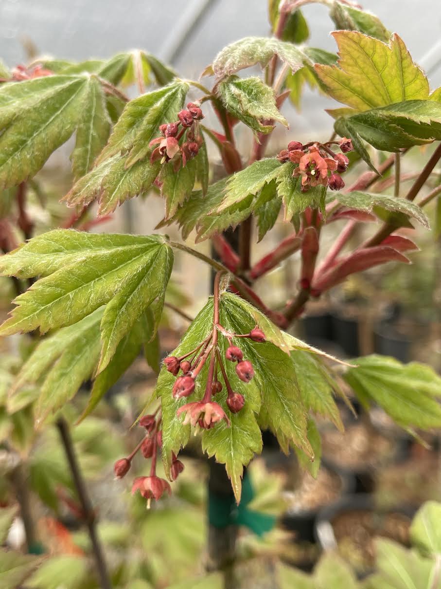 Acer x 'Morning Starburst' - Morton UW