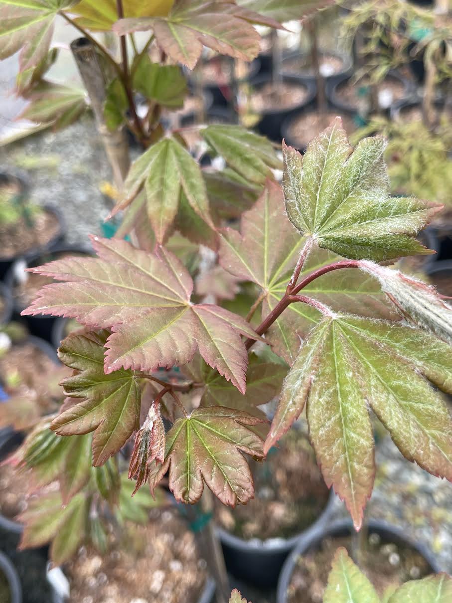 Acer x 'Morning Starburst' - Morton UW