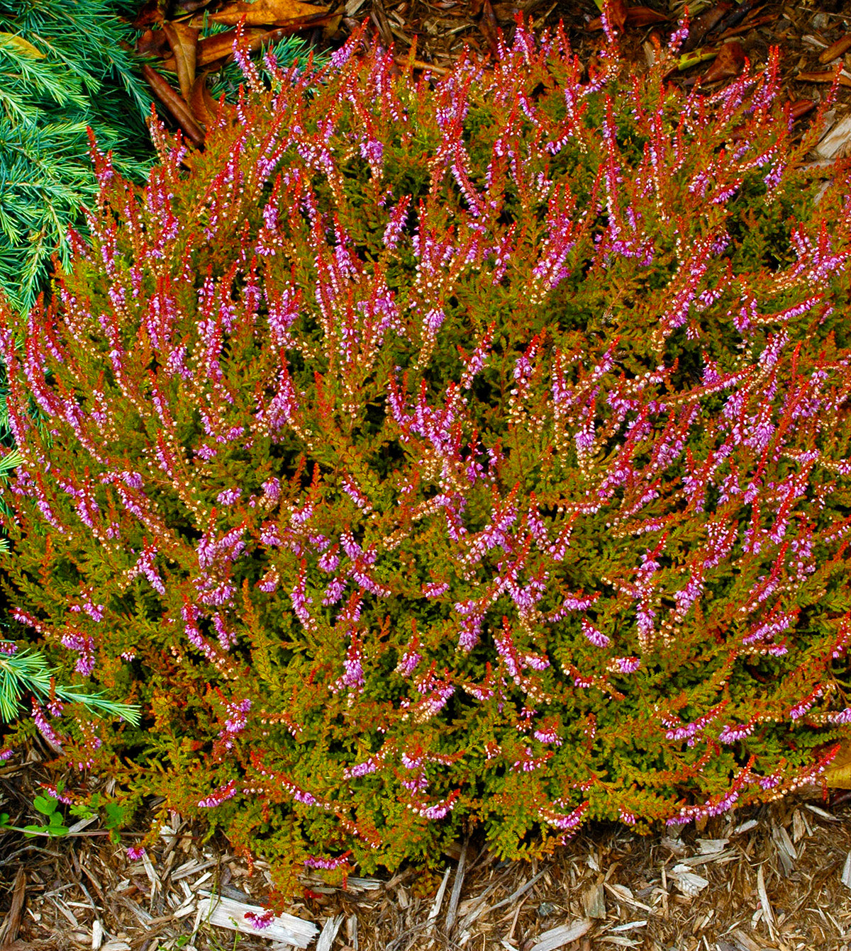 Multicolor Tree Native Multicolor – Singing Tree Gardens Nursery