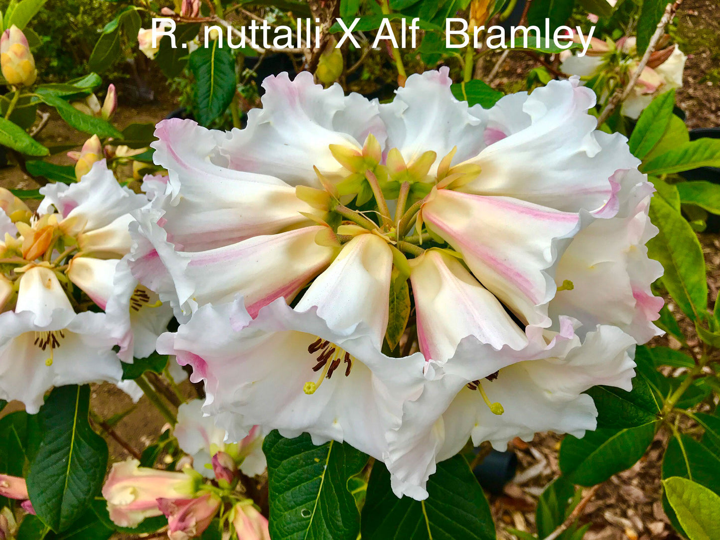 R. nuttallii x 'Alf Bramley'
